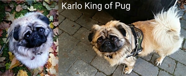 The Long Haired Pug | Pug Dog Information Center